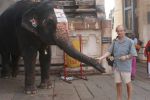 Indie 2010- słoń świątynny w Hampi