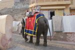 Marzenie spełnione...na słoniu w Japiur